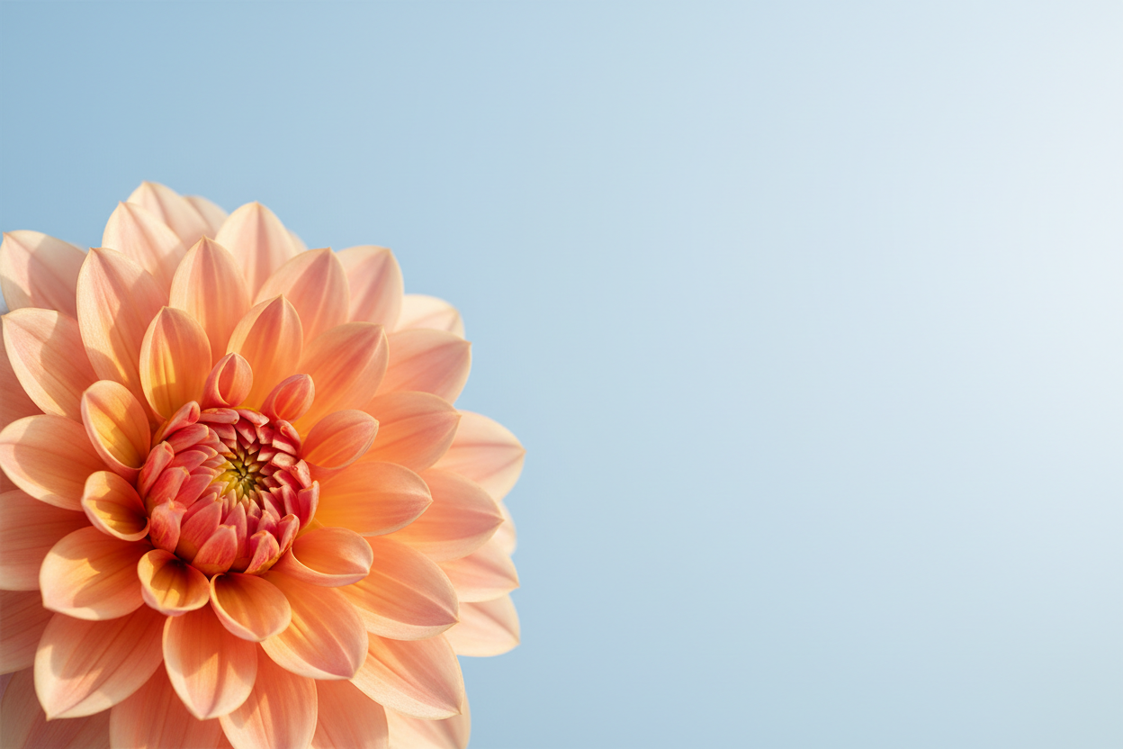 CRAZE Botanical Dahlia Banner